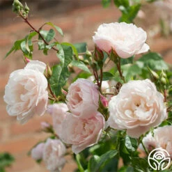 The Generous Gardener™ -HEIRLOOM ROSES Sales The Generous Gardener 29