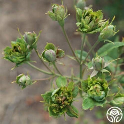 The Green Rose -HEIRLOOM ROSES Sales The Green Rose 12