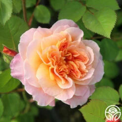 The Impressionist™ -HEIRLOOM ROSES Sales The Impressionist 121