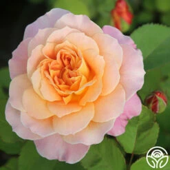 The Impressionist™ -HEIRLOOM ROSES Sales The Impressionist 19