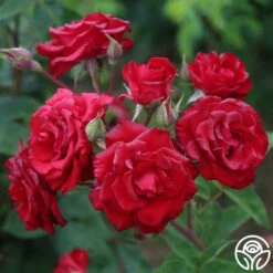 Lady In Red™ -HEIRLOOM ROSES Sales The Lady In Red 3