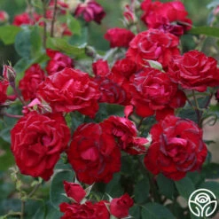 Lady In Red™ -HEIRLOOM ROSES Sales The Lady In Red 4