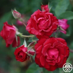 Lady In Red™ -HEIRLOOM ROSES Sales The Lady In Red 5