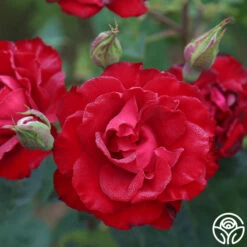 Lady In Red™ -HEIRLOOM ROSES Sales The Lady In Red 8