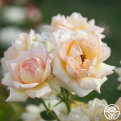 The Lady -HEIRLOOM ROSES Sales The Lady 06