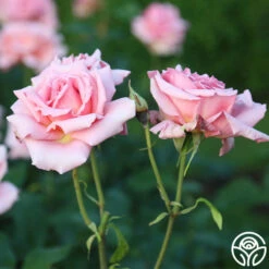 Tiffany -HEIRLOOM ROSES Sales Tiffany 11