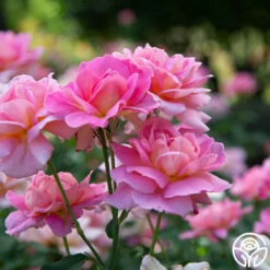 Tiffany -HEIRLOOM ROSES Sales Tiffany 34