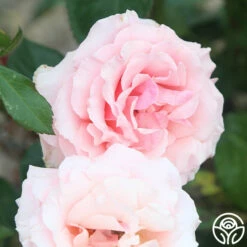 Tournament Of Roses -HEIRLOOM ROSES Sales Tournament of Roses 11