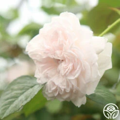 Tranquility™ -HEIRLOOM ROSES Sales Tranquility 11