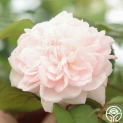 Tranquility™ -HEIRLOOM ROSES Sales Tranquility 111
