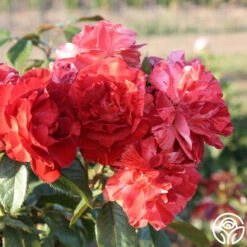 Tropical Lightning -HEIRLOOM ROSES Sales Tropical Lightning 11