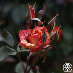 Tropical Lightning -HEIRLOOM ROSES Sales Tropical Lightning 12