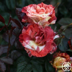 Tropical Lightning -HEIRLOOM ROSES Sales Tropical Lightning 13