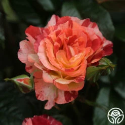 Tropical Lightning -HEIRLOOM ROSES Sales Tropical Lightning 14