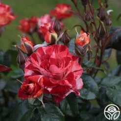 Tropical Lightning -HEIRLOOM ROSES Sales Tropical Lightning 17