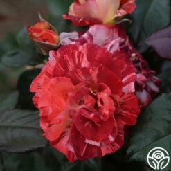 Tropical Lightning -HEIRLOOM ROSES Sales Tropical Lightning 18