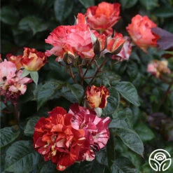 Tropical Lightning -HEIRLOOM ROSES Sales Tropical Lightning 19