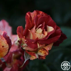 Tropical Lightning -HEIRLOOM ROSES Sales Tropical Lightning 20