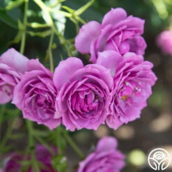 Veranda® Lavender -HEIRLOOM ROSES Sales Veranda Lavender 8