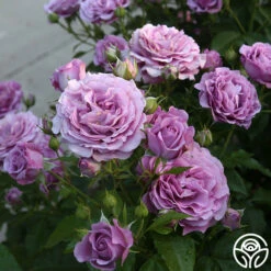 Violet's Pride™ -HEIRLOOM ROSES Sales Violet s Pride 11