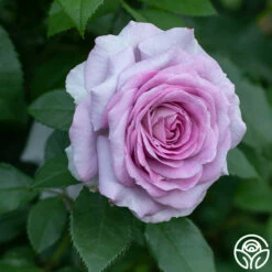 Violet's Pride™ -HEIRLOOM ROSES Sales Violet s Pride 11111