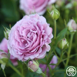 Violet's Pride™ -HEIRLOOM ROSES Sales Violet s Pride 11 855d3213 de96 4970 825b 25ec11310e83