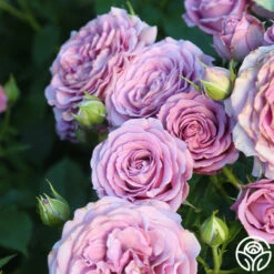 Violet's Pride™ -HEIRLOOM ROSES Sales Violet s Pride 13