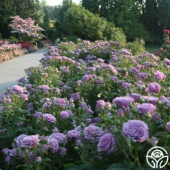 Violet's Pride™ -HEIRLOOM ROSES Sales Violet s Pride 15