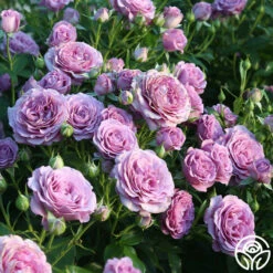 Violet's Pride™ -HEIRLOOM ROSES Sales Violet s Pride 17