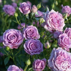 Violet's Pride™ -HEIRLOOM ROSES Sales Violet s Pride 20