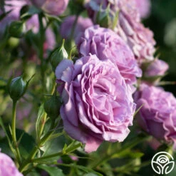 Violet's Pride™ -HEIRLOOM ROSES Sales Violet s Pride 21