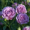 Violet's Pride™ -HEIRLOOM ROSES Sales Violet s Pride 345