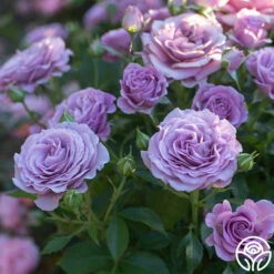 Violet's Pride™ -HEIRLOOM ROSES Sales Violet s Pride 243