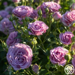 Violet's Pride™ -HEIRLOOM ROSES Sales Violet s Pride 32456
