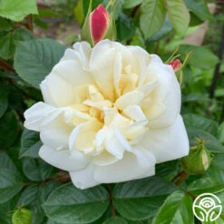 White Gold -HEIRLOOM ROSES Sales White Gold 14