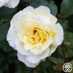 White Licorice™ -HEIRLOOM ROSES Sales White Licorice 012