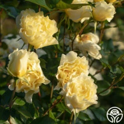 White Licorice™ -HEIRLOOM ROSES Sales White Licorice 145