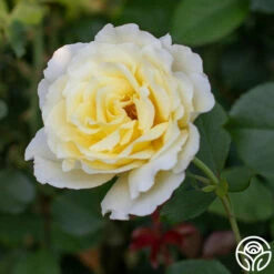 White Licorice™ -HEIRLOOM ROSES Sales White Licorice 483d762d d5bd 41b8 b7cf 27ef3587e165