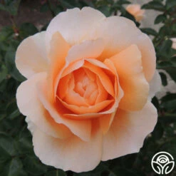 Abbaye De Cluny® 13 Abbaye De Cluny® -HEIRLOOM ROSES Sales abbaye de cluny 2 8