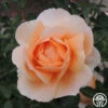 Abbaye De Cluny® -HEIRLOOM ROSES Sales abbaye de cluny 3 8