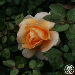 Abbaye De Cluny® 15 Abbaye De Cluny® -HEIRLOOM ROSES Sales abbaye de cluny 5 2