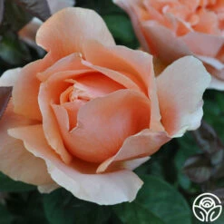 Abbaye De Cluny® 16 Abbaye De Cluny® -HEIRLOOM ROSES Sales abbaye de cluny 6 2