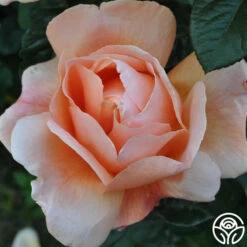 Abbaye De Cluny® 17 Abbaye De Cluny® -HEIRLOOM ROSES Sales abbaye de cluny 7 2