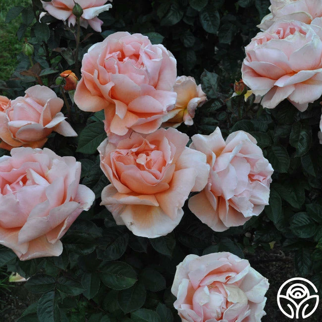 Abbaye De Cluny® 10 Abbaye De Cluny® - Image 8