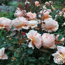 Abbaye De Cluny® 14 Abbaye De Cluny® -HEIRLOOM ROSES Sales abbaye de cluny 9