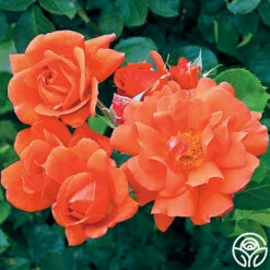 Above All™ -HEIRLOOM ROSES Sales above all