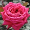 Acapella® -HEIRLOOM ROSES Sales acapella 1 1