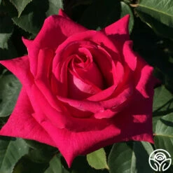 Acapella® -HEIRLOOM ROSES Sales acapella 3 8