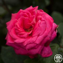 Acapella® -HEIRLOOM ROSES Sales acapella 4 1