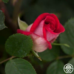 Acapella® -HEIRLOOM ROSES Sales acapella 5